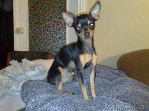 Той-терьерчики карликовые собачки #122366