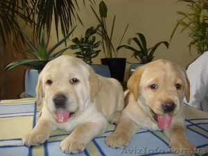 Продаем высокопородных щенков лабрадора ретривера #119919