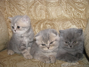 Британские котята Днепропетровск #133240