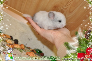 Шиншилла. Разведение и продажа шиншилл. #133329