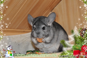 Продам шиншилл с питомника #133334