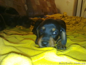 Лучшие щенки таксы #131872