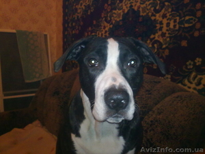 Срочно продам стаффордширского терьера #134418