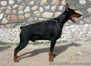 щенки добермана #122725