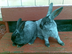 Продам кроликов породы Серебристый #122945