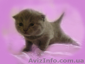 Шикарные котята Скоттиш фолд и страйт #127961