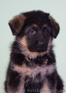 Немецкая овчарка. #133599
