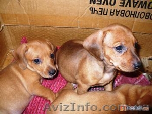 Продаются щенки таксы, три девчонки, цена 500гр #124642