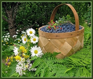 Черника натуральная #81488