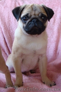 Высококлассный щенок мопса #124117