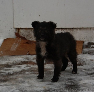 Отдам в хорошие руки щенка! #121812