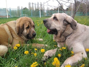 Испанский Мастиф. Щенки. 