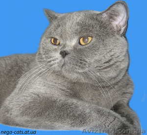 Шотландские вислоухие и прямоухие котята  #129217