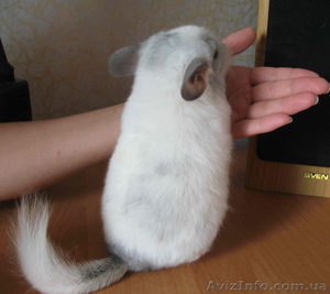 Шиншилы белый вильсон #124918