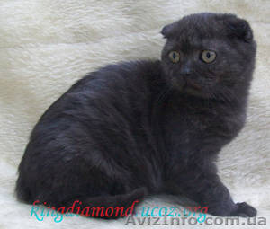 Элитные шотландские котята #133021