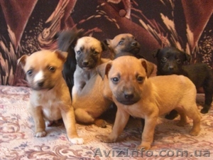 Cтаффордширский терьер #121758