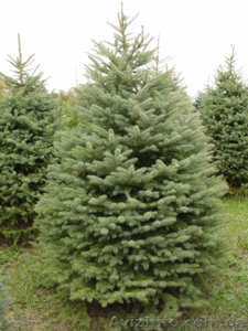 Продам Голубые Ели Много #122166