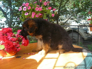 Лучшие щенки немецкой овчарки #121608