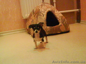 Красивый мальчик чихуахуа #125657