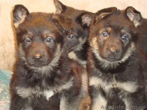 Продаютс породные щенки немецкой овчарки #105541