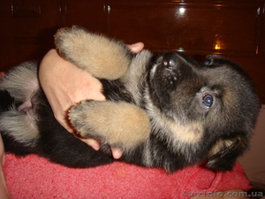 Щенки овчарки (немецкой) #131454