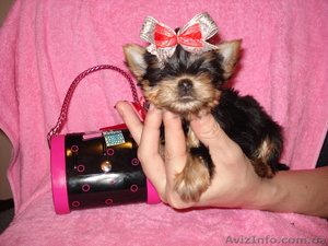 Мини девочка йоркширский терьер #121723
