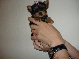 Микро девочка йоркширский терьер #121724