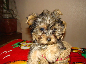 Продам Йорки щенки #122855