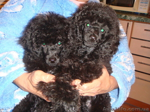  Карликовый пудель #133933