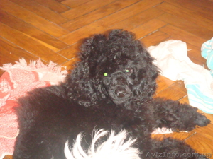 Продаются мальчики черного карликового пуделя  #134425