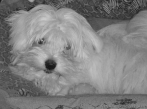 Щенки Mальтийской болонки (Mальтезе) #133926