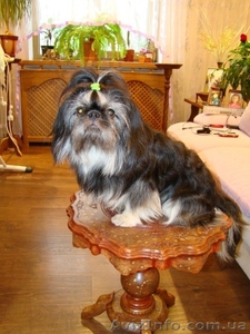 Кобель Ши-тцу (мини) приглашает на вязку. #132739