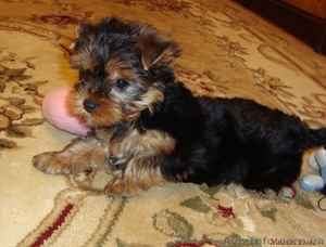 щенки йоркширского терьера от титулованных родителей #130181
