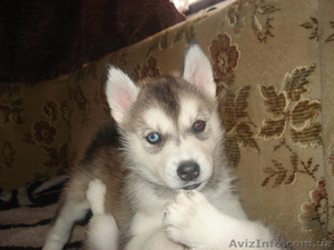 сибирский хаски #133980