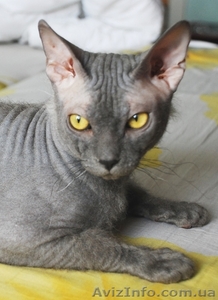 Нужна кошечка для вязки #129564