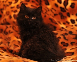 Продам котят породы Курильский бобтейл #121775