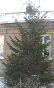 Ель ёлка ялинка #125985