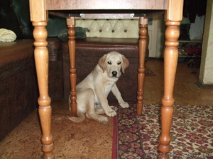 Отличный подарок к Новому году #129319