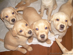 Щенки лабрадора продам #126505