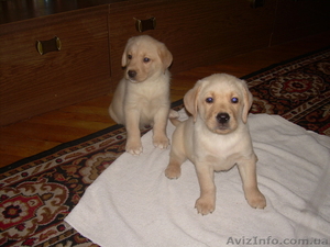 Срочно продам щенков лабрадора #135026