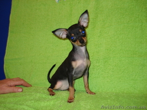 продажа той-терьер #127337