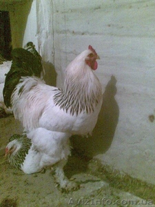 брама орпингтон #107435