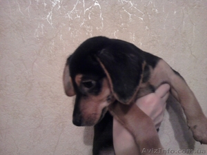 Щенок таксы черно-подпалый #135154