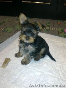 Продам йорка!!! #133542