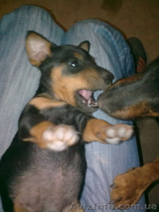 щенок ягдтерера #119695