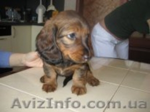 Щенки таксы в Москве идругих городах России Продам #125661