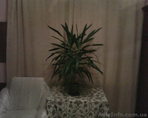 Юкка Слоновая 1 метр #120753