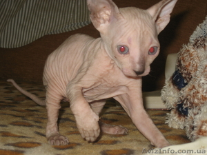 Сфинксы Донские – Котята #124931