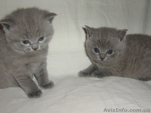 котята скоттиш страйт #132629