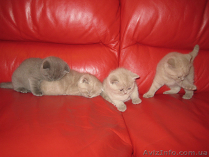 продам котят шотландских (скоттиш фолд и страйт) #132483